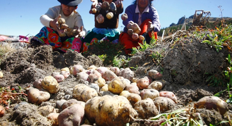 Futuro incierto sobre productos transgénicos en el Perú.